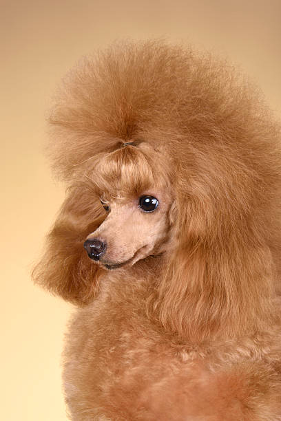 istock Toy poodle sitting on a yellow background 2232762209