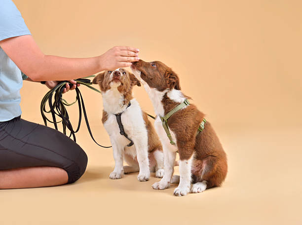 istock Dog training with border collie puppies 2232762346