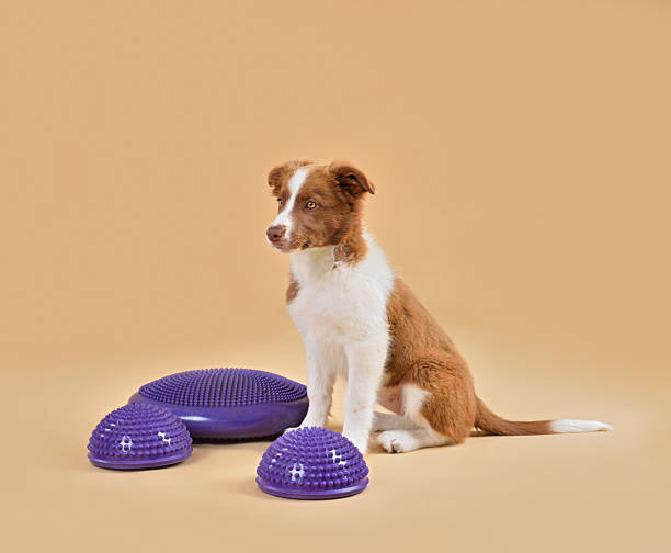 istock Funny border collie puppy sitting with balance discs 2232762363