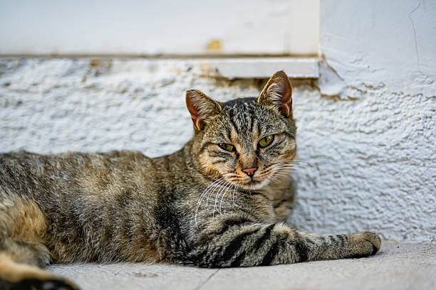 A striped tabby cat lying on the ground, looking at the camera with narrowed eyes.
