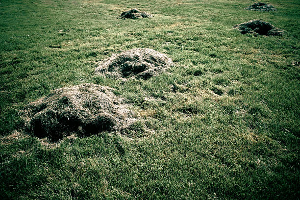 Heaps of grass small haystacks on a freshly mown green meadow