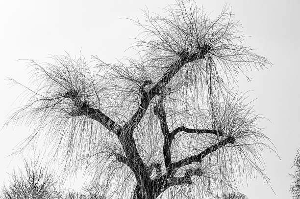 Detail of a leafless tree in a park in springtime