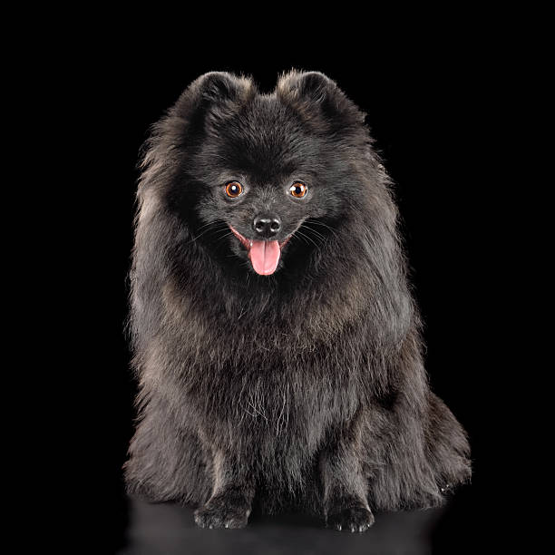 istock Studio shot of beautiful black spitz 2232764408