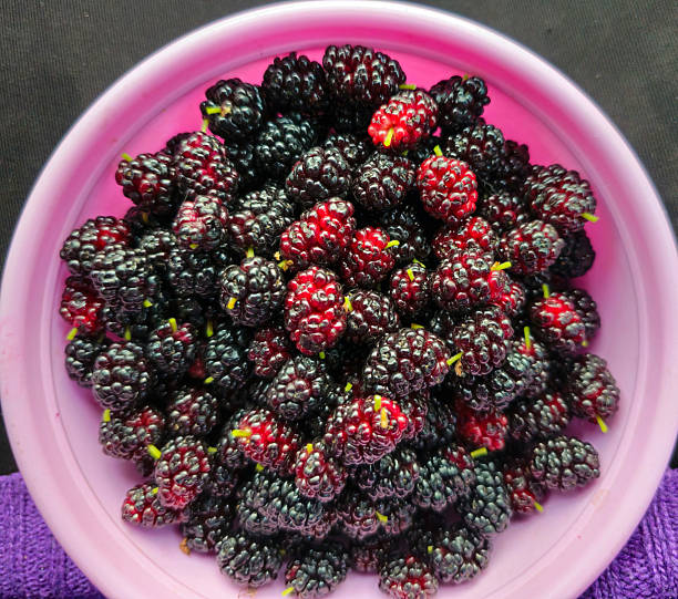 istock Mulberries in Pink Bowl 2232764907