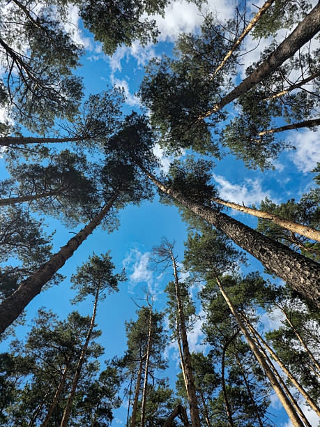 istock Crown of Tall Trees against Blue Sky 2232765127