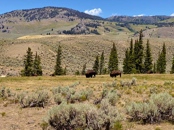 istock Two American buffalo bison in Yellowstone national park 2232765929