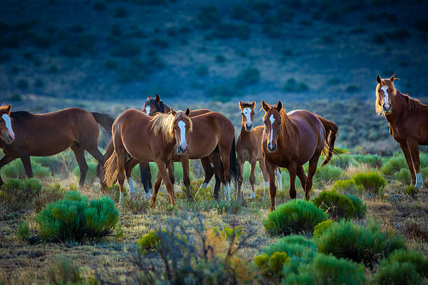 istock Wild Horse Mustangs in the Early Morning Light 2232766238