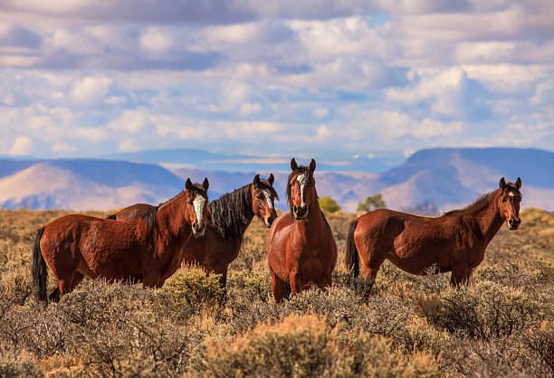 istock Four Wild Mustangs in the Late Afternoon Autumn Light 2232771081