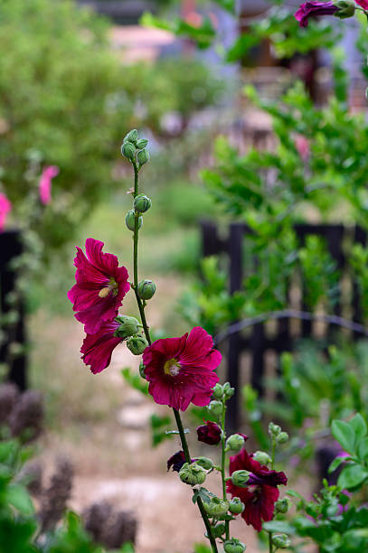 Close-up of Pink hollyhock flowers blooming in the garden. There are buds which are about to open in a day.