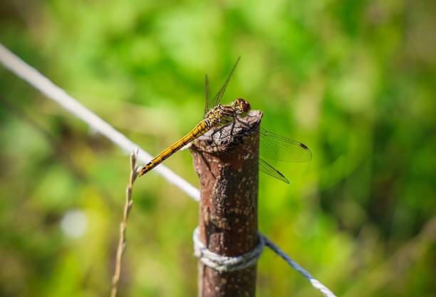 Yellow dragonfly resting on a wooden pole, showcasing intricate wings against a blurred green background filled with summer foliage