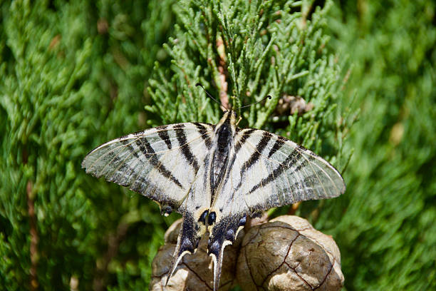 Scarce swallowtail butterfly resting on green conifer branches, wings spread wide to reveal striking black and white patterns in a natural summer setting.