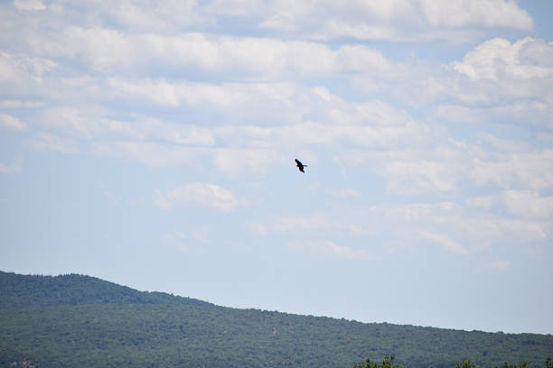istock Lone bird soaring high above green forest hills 2232773952