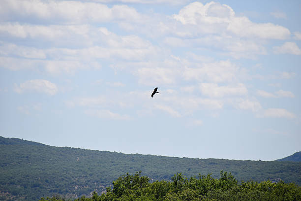 istock Lone bird soaring high above green forest hills 2232773962
