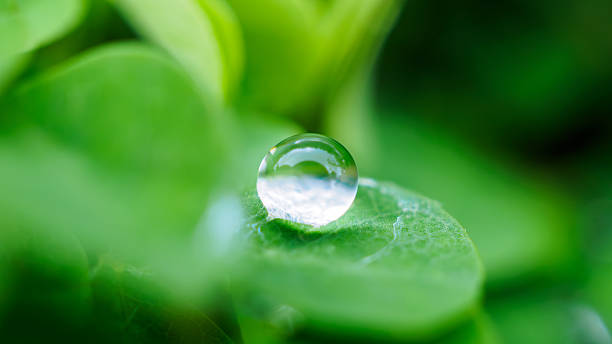 istock Beautiful rain water drop on green leaf closeup natural background 2232775281