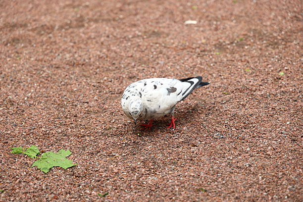A distinctive bird characterized by its striking patterns and vibrant red legs, actively exploring the ground for food