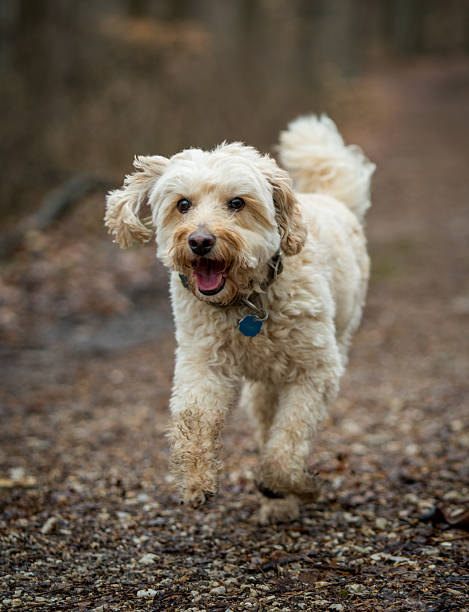 istock Happy Dog's Trail Run 2232775618