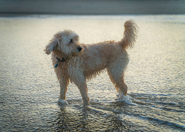 A playful dog enjoys the surf. Side view shows the carefree animal looking away.