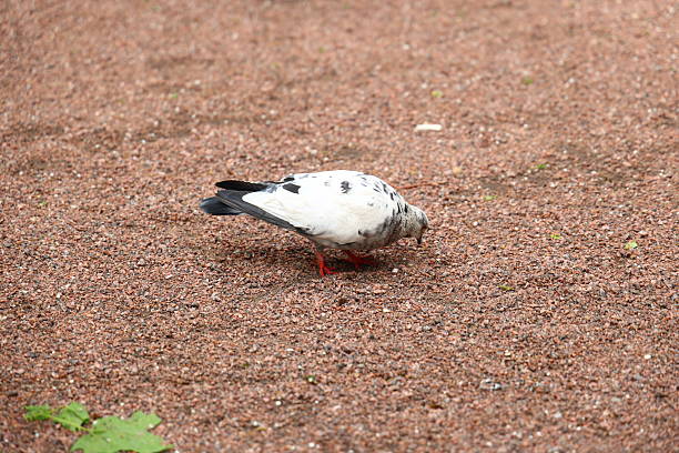 A solitary pigeon diligently pecking at the ground while searching for food, beautifully showcasing its calm nature