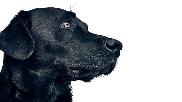 istock Black Labrador Dog Profile with Deep, Expressive Eye on White Background 2232780041