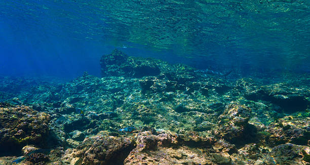 istock Blacktip Reef Shark in rays of sunlight 2232782880