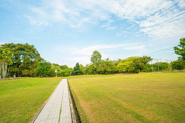 istock Green meadow grass with tree in city park sun light 2232783706
