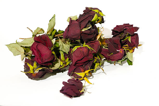 Roses in poor external condition are isolated on a white background