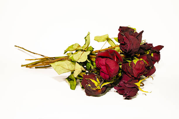Dried roses on a table. Red roses and rose buds close-up. Special focus stacking technique has been applied for well defined sharpness on main flowers in the composition and out of focus background. Low key technique with shadows. Desaturated and color enhanced
