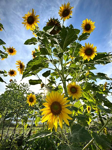 istock Backlit sunflowers in the garden 2232784656