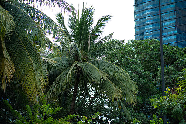 istock Green city park with modern office building 2232784672