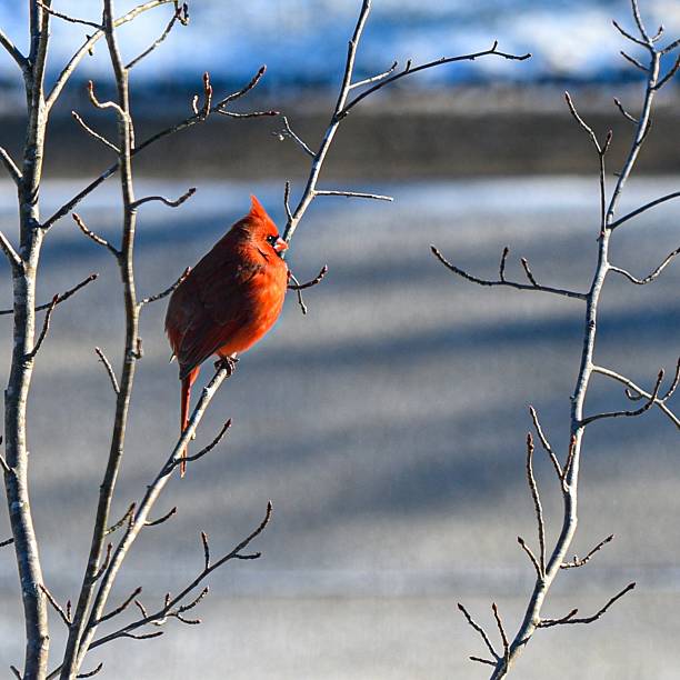 Lone male cardinal bird sitting on branch after light snow.