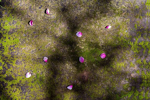 a concrete background covered with moss and flower petals