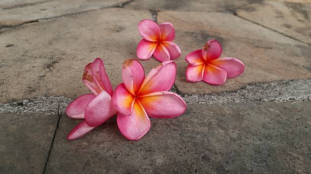 istock Plumeria rubra flower 2232791600