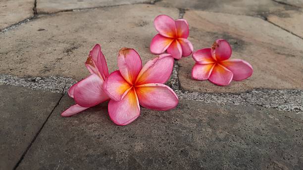 istock Plumeria rubra flower 2232791636