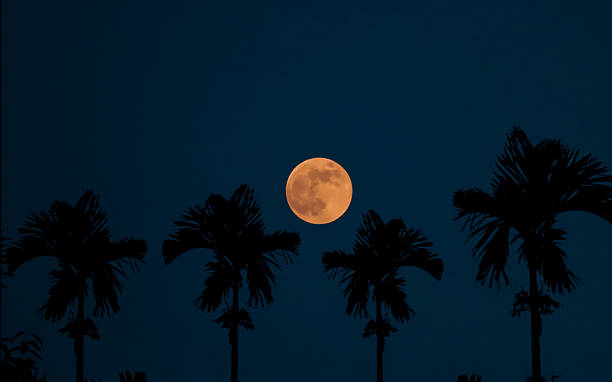 Super moon over the palm trees in silhouette with sky background