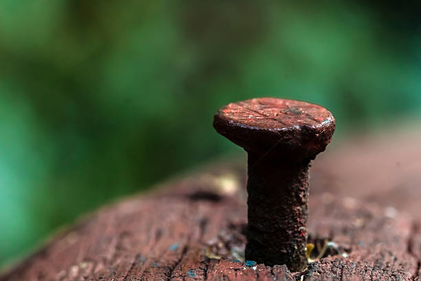 Close-up of a rusty nail in weathered wood, with a soft green background in Brazil, with restricred focus. Evokes themes of durability and the effects of time.
