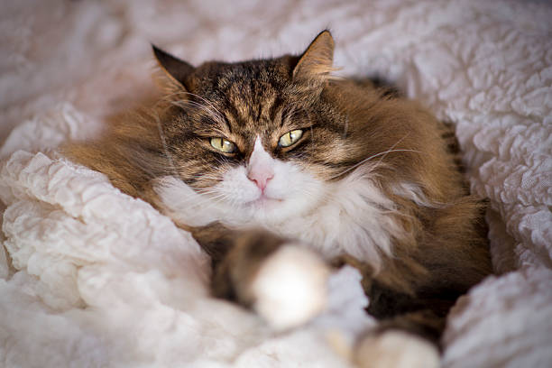 beautiful cat at home. fluffy cat