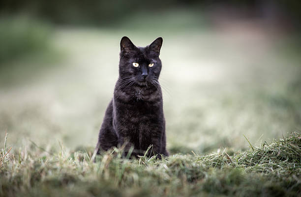 istock black cat sitting outdoor. yellow eyes. looking. 2232802062