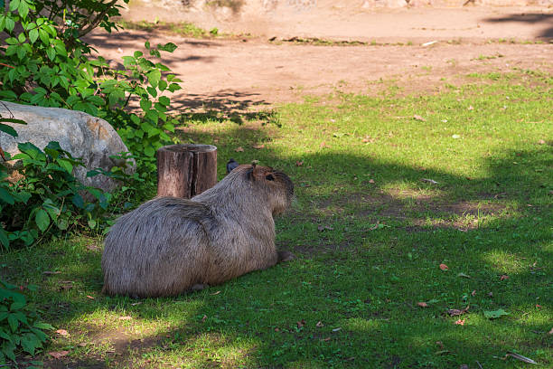 istock Capybara lies on a lawn in a zoo enclosure 2232802102