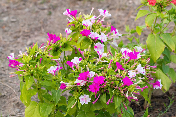 istock Blooming mirabilis bush in the garden 2232802557