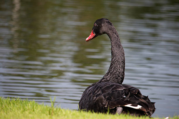 istock Swan lake in Chiang Mai 2232803032
