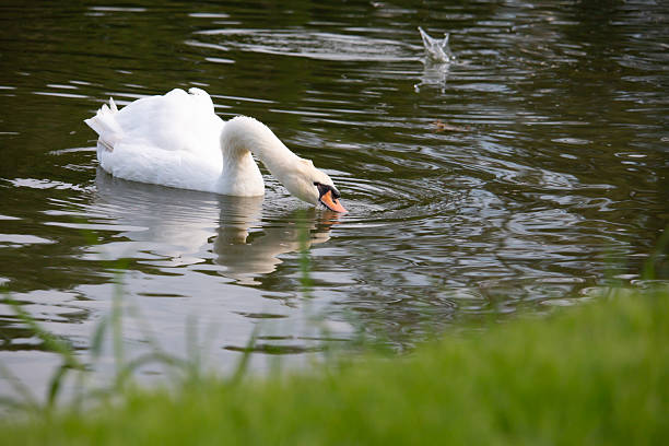 istock Swan lake in Chiang Mai 2232803073
