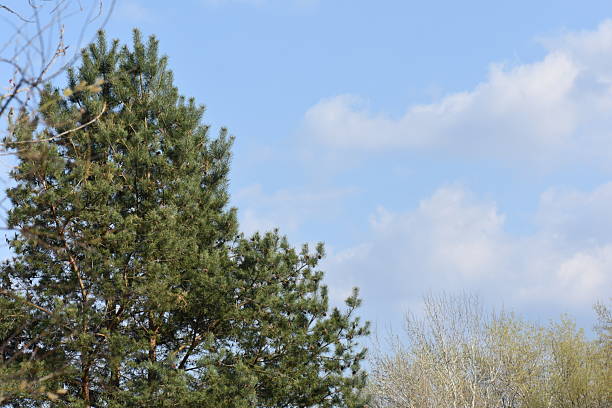 Pine trees on a background of blue sky with white clouds