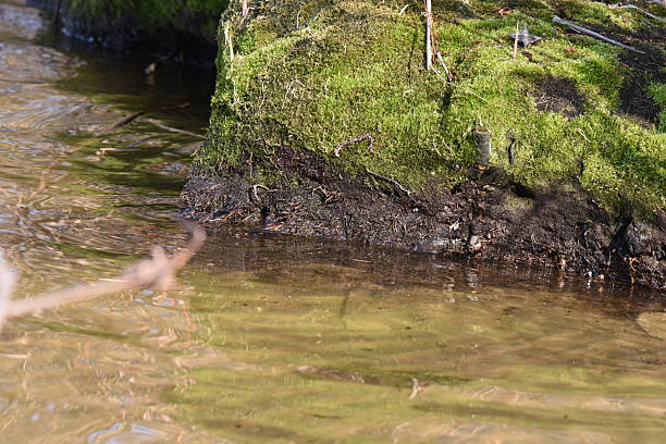 Rocks covered with green moss by the Dnipro river in early spring