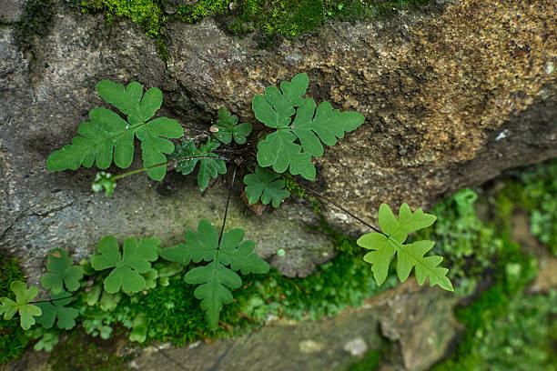 istock Green Fern Growing on Mossy Rock in Forest Sunlight 2232804706