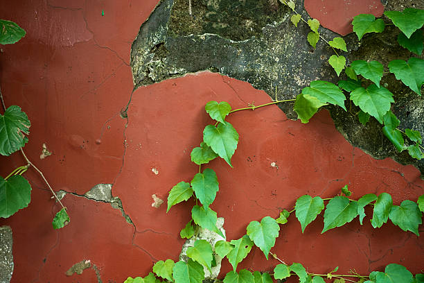 Green vines grow on a rough textured red wall with peeling paint showing concrete underneath and moss