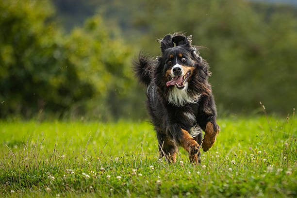 istock Bernese mountain dog is running on grass in nature.. 2232805050