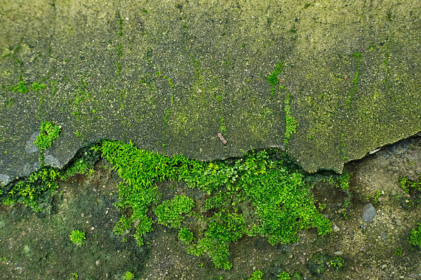 Green moss growing in cracks on a weathered concrete wall
