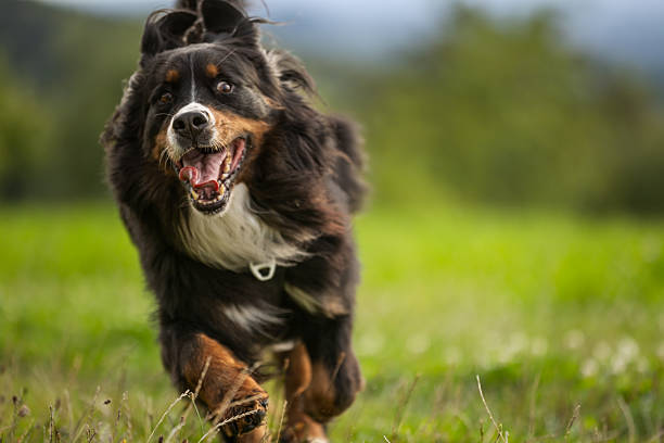 istock Bernese mountain dog is running on grass in nature.. 2232805338