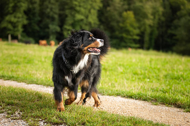 Playful Bernese mountain dog is running on meadow in nature.
