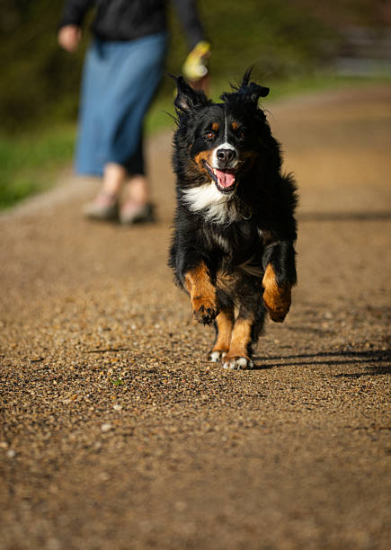 istock Bernese mountain dog is running on the outside. 2232805983